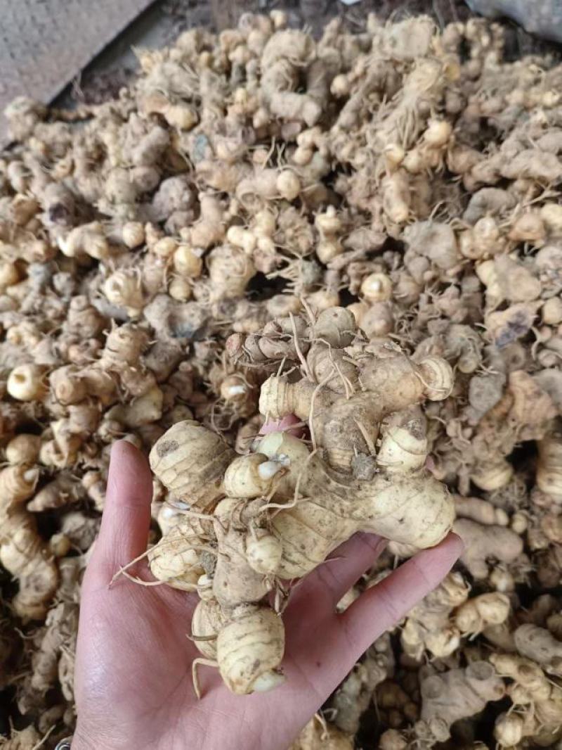 黄精，甜黄精干货鲜货都有。都是按客户要求发货