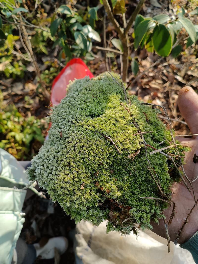 小白发盒装