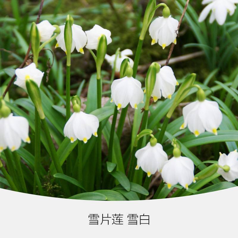 进口雪片莲种球庭院阳台盆栽雪滴花多年生球根年花年宵花卉