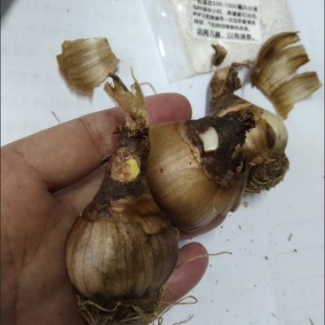 进口雪片莲种球庭院阳台盆栽雪滴花多年生球根年花年宵花卉