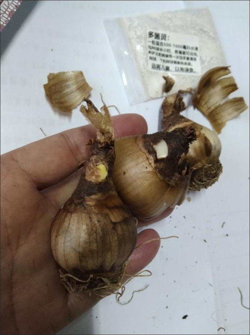 进口雪片莲种球庭院阳台盆栽雪滴花多年生球根年花年宵花卉