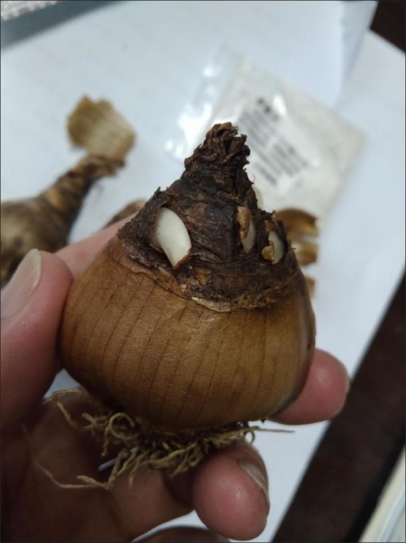 进口雪片莲种球庭院阳台盆栽雪滴花多年生球根年花年宵花卉