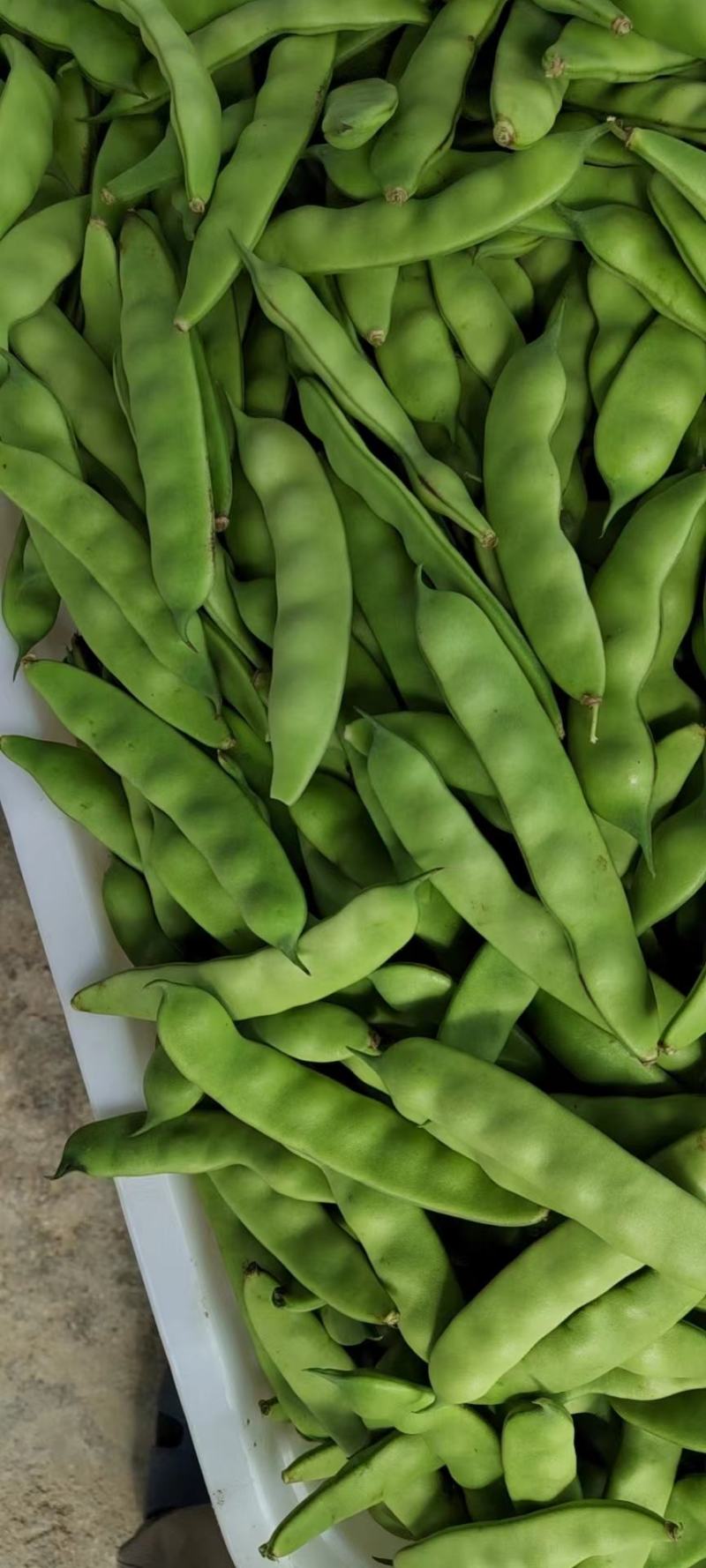 油豆角