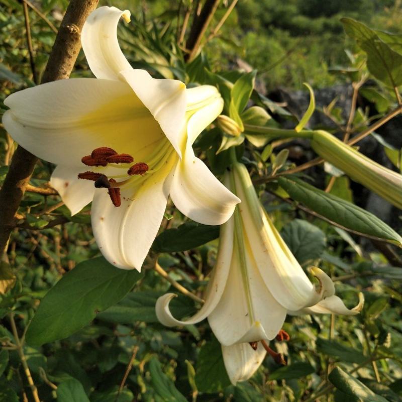 贵州野生百合种球百合花紫百合食用野百合药用野百合种球