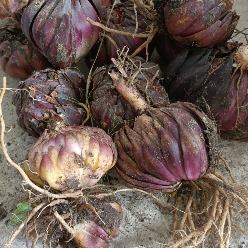 贵州野生百合种球百合花紫百合食用野百合药用野百合种球