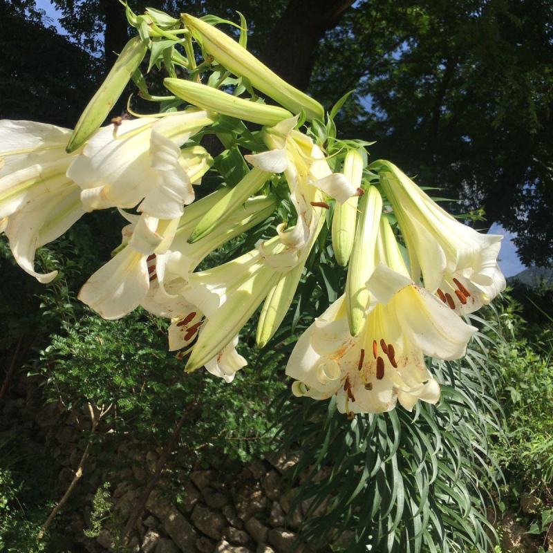 贵州野生百合种球百合花紫百合食用野百合药用野百合种球