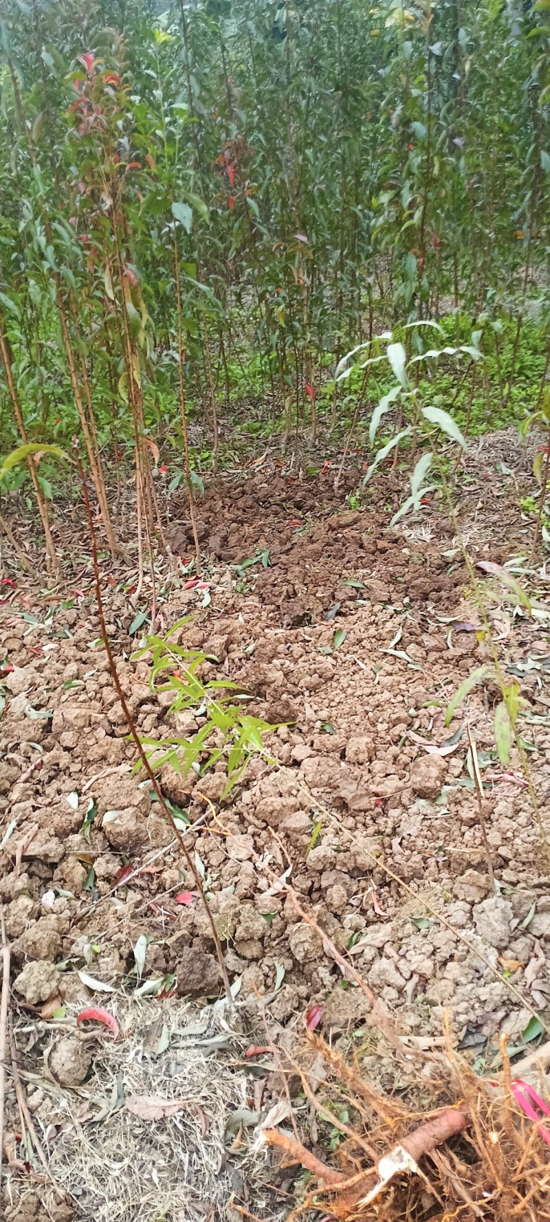 贵州蜂糖李苗