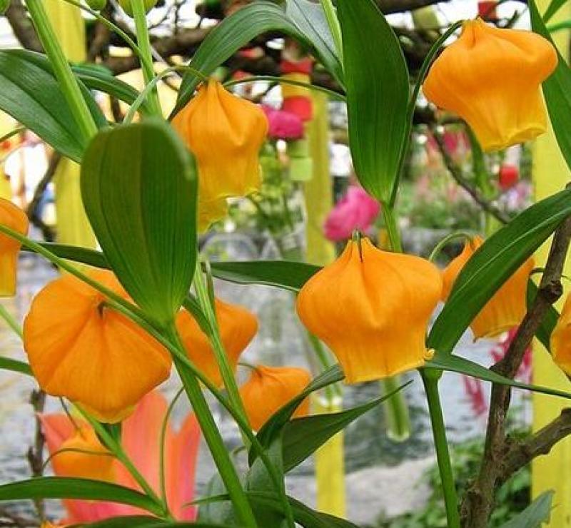 宫灯百合进口种球四季开花室内室外阳台多年生球根