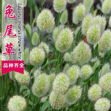 兔尾草苗阳台室内花卉小盆栽耐寒耐热花镜植物兔尾草盆栽好养