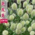兔尾草苗阳台室内花卉小盆栽耐寒耐热花镜植物兔尾草盆栽好养