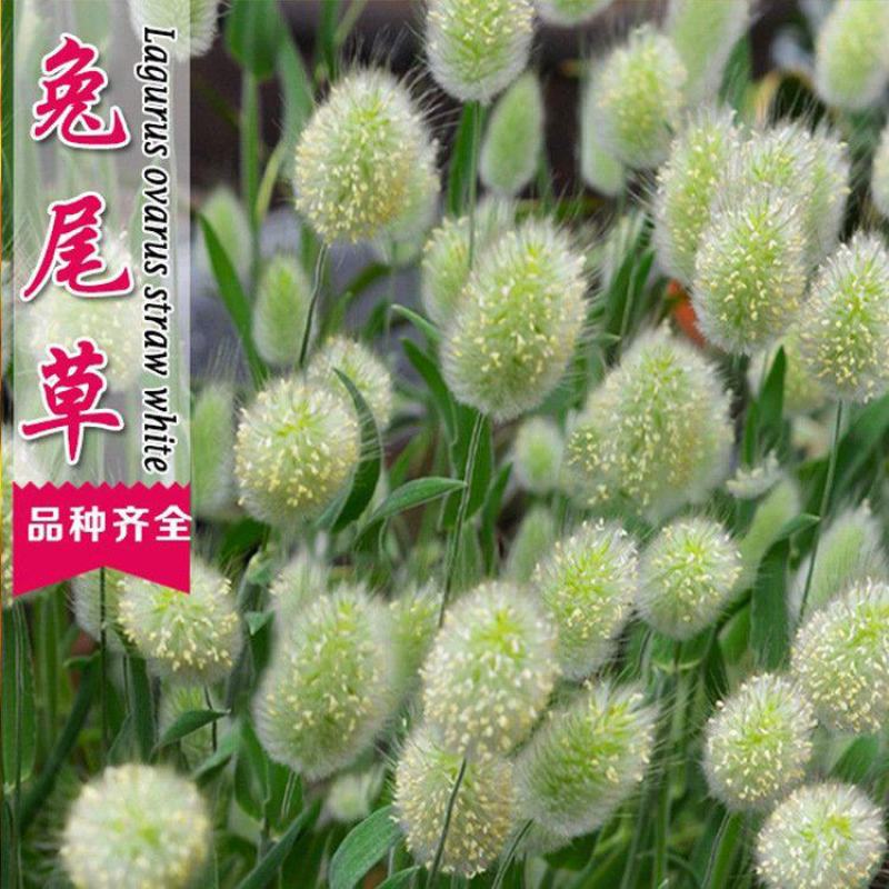 兔尾草苗阳台室内花卉小盆栽耐寒耐热花镜植物兔尾草盆栽好养