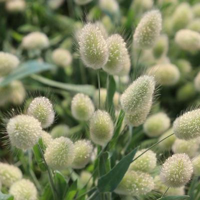 兔尾草苗阳台室内花卉小盆栽耐寒耐热花镜植物兔尾草盆栽好养