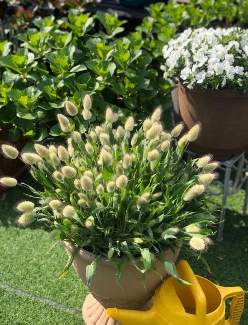 兔尾草苗阳台室内花卉小盆栽耐寒耐热花镜植物兔尾草盆栽好养
