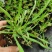 兔尾草苗阳台室内花卉小盆栽耐寒耐热花镜植物兔尾草盆栽好养