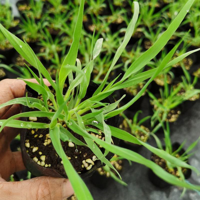 兔尾草苗阳台室内花卉小盆栽耐寒耐热花镜植物兔尾草盆栽好养
