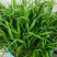 兔尾草苗阳台室内花卉小盆栽耐寒耐热花镜植物兔尾草盆栽好养
