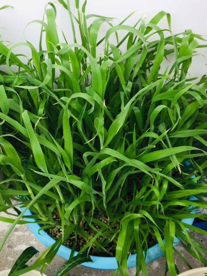 兔尾草苗阳台室内花卉小盆栽耐寒耐热花镜植物兔尾草盆栽好养