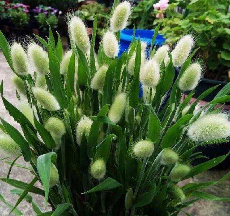 兔尾草苗阳台室内花卉小盆栽耐寒耐热花镜植物兔尾草盆栽好养