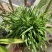 兔尾草苗阳台室内花卉小盆栽耐寒耐热花镜植物兔尾草盆栽好养