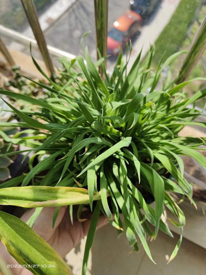 兔尾草苗阳台室内花卉小盆栽耐寒耐热花镜植物兔尾草盆栽好养