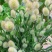兔尾草苗阳台室内花卉小盆栽耐寒耐热花镜植物兔尾草盆栽好养