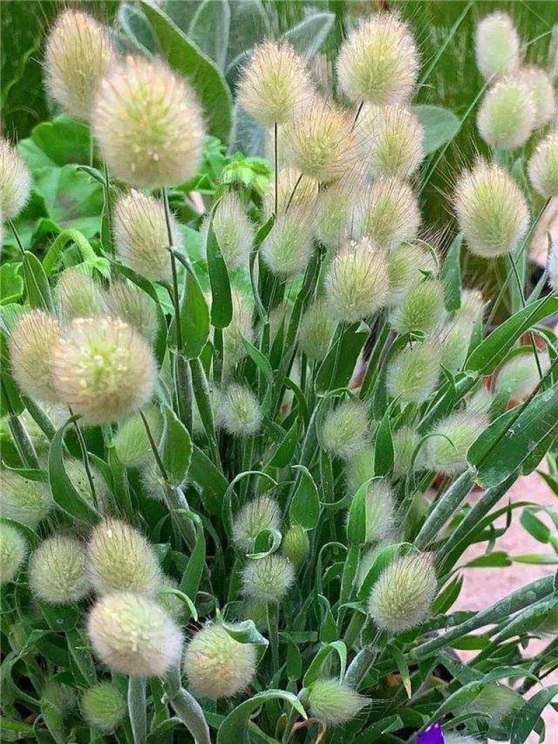 兔尾草苗阳台室内花卉小盆栽耐寒耐热花镜植物兔尾草盆栽好养