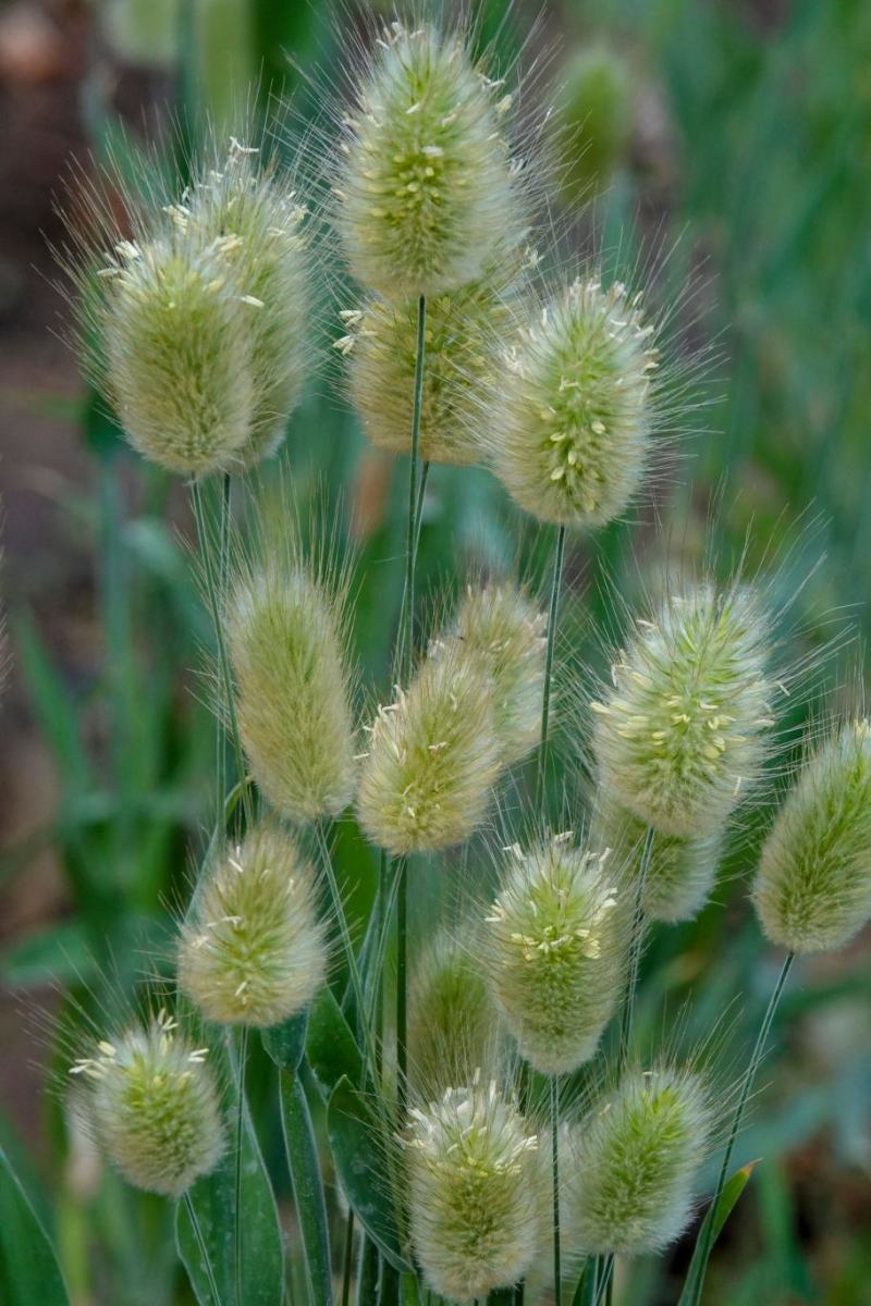 兔尾草苗阳台室内花卉小盆栽耐寒耐热花镜植物兔尾草盆栽好养