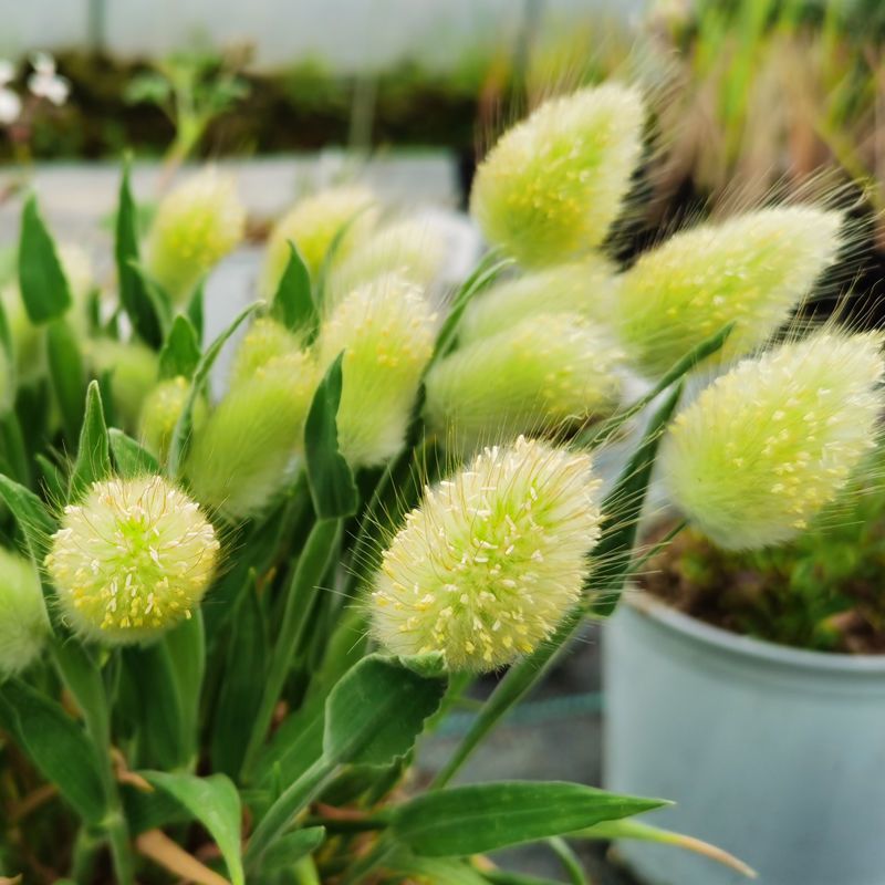 兔尾草苗阳台室内花卉小盆栽耐寒耐热花镜植物兔尾草盆栽好养