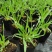 兔尾草苗阳台室内花卉小盆栽耐寒耐热花镜植物兔尾草盆栽好养