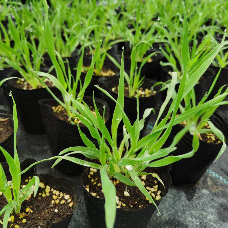 兔尾草苗阳台室内花卉小盆栽耐寒耐热花镜植物兔尾草盆栽好养