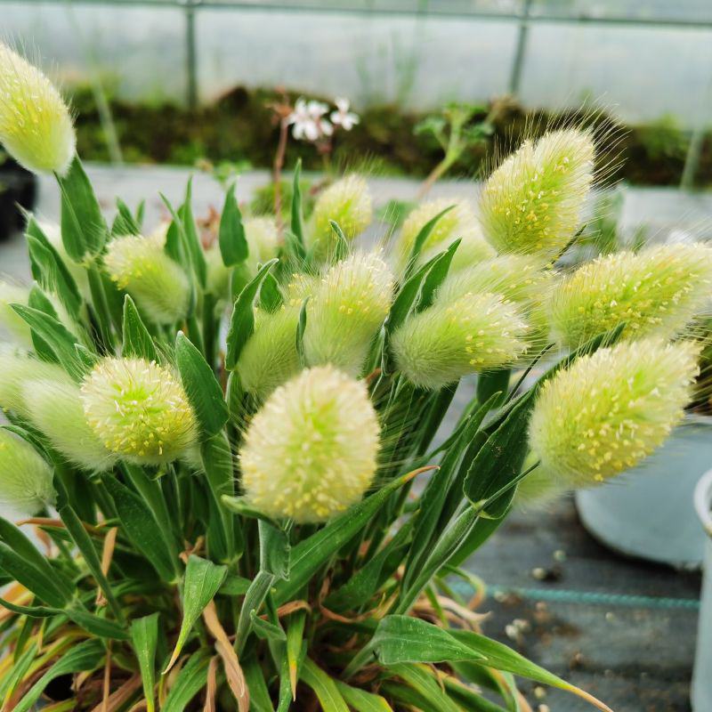 兔尾草苗阳台室内花卉小盆栽耐寒耐热花镜植物兔尾草盆栽好养