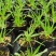 兔尾草苗阳台室内花卉小盆栽耐寒耐热花镜植物兔尾草盆栽好养