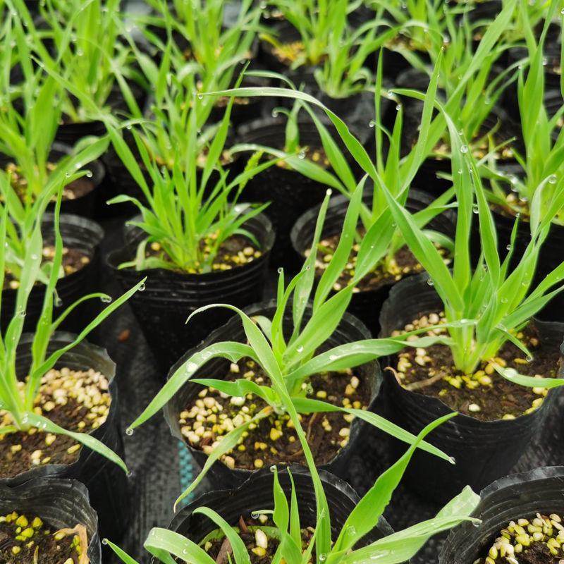 兔尾草苗阳台室内花卉小盆栽耐寒耐热花镜植物兔尾草盆栽好养