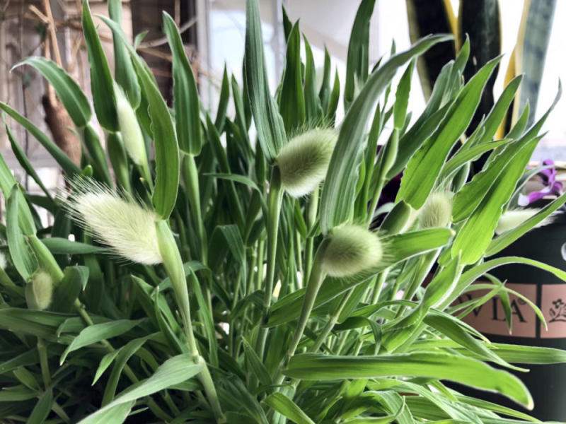 兔尾草苗阳台室内花卉小盆栽耐寒耐热花镜植物兔尾草盆栽好养