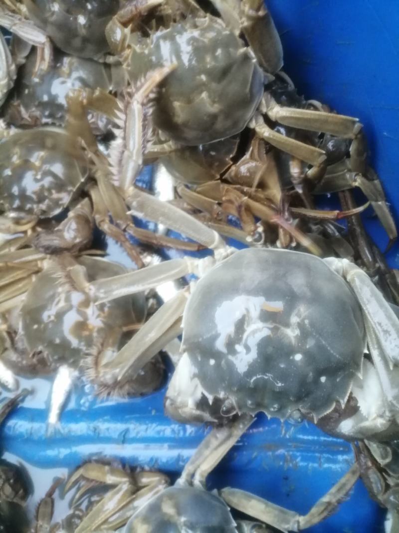 黄墩湖霸王蟹