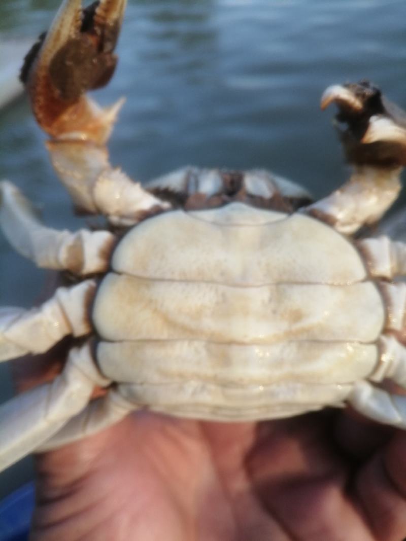 黄墩湖霸王蟹