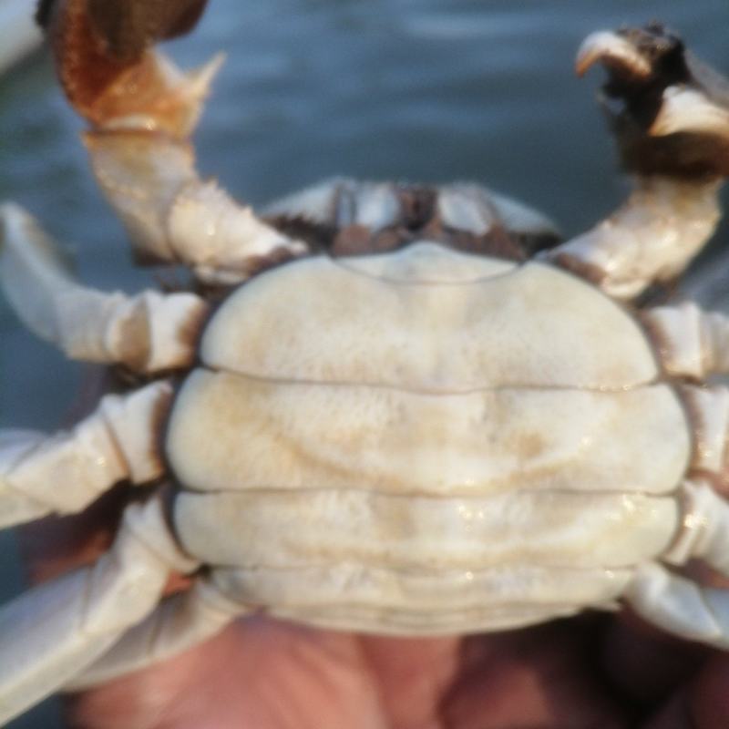 黄墩湖霸王蟹