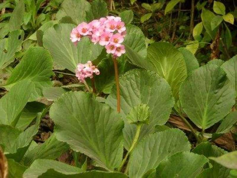 岩白菜室内盆栽庭院阳台走廊四季常绿好养观花赏叶花卉