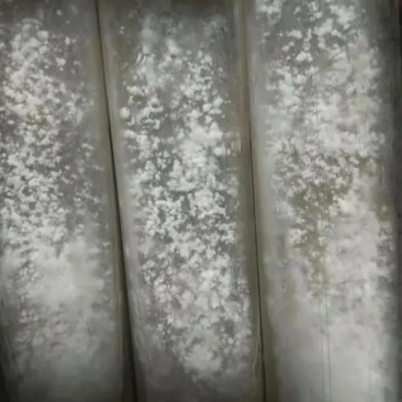 山东盛达菌业井经理大量供应羊肚菌母种原种栽培种。