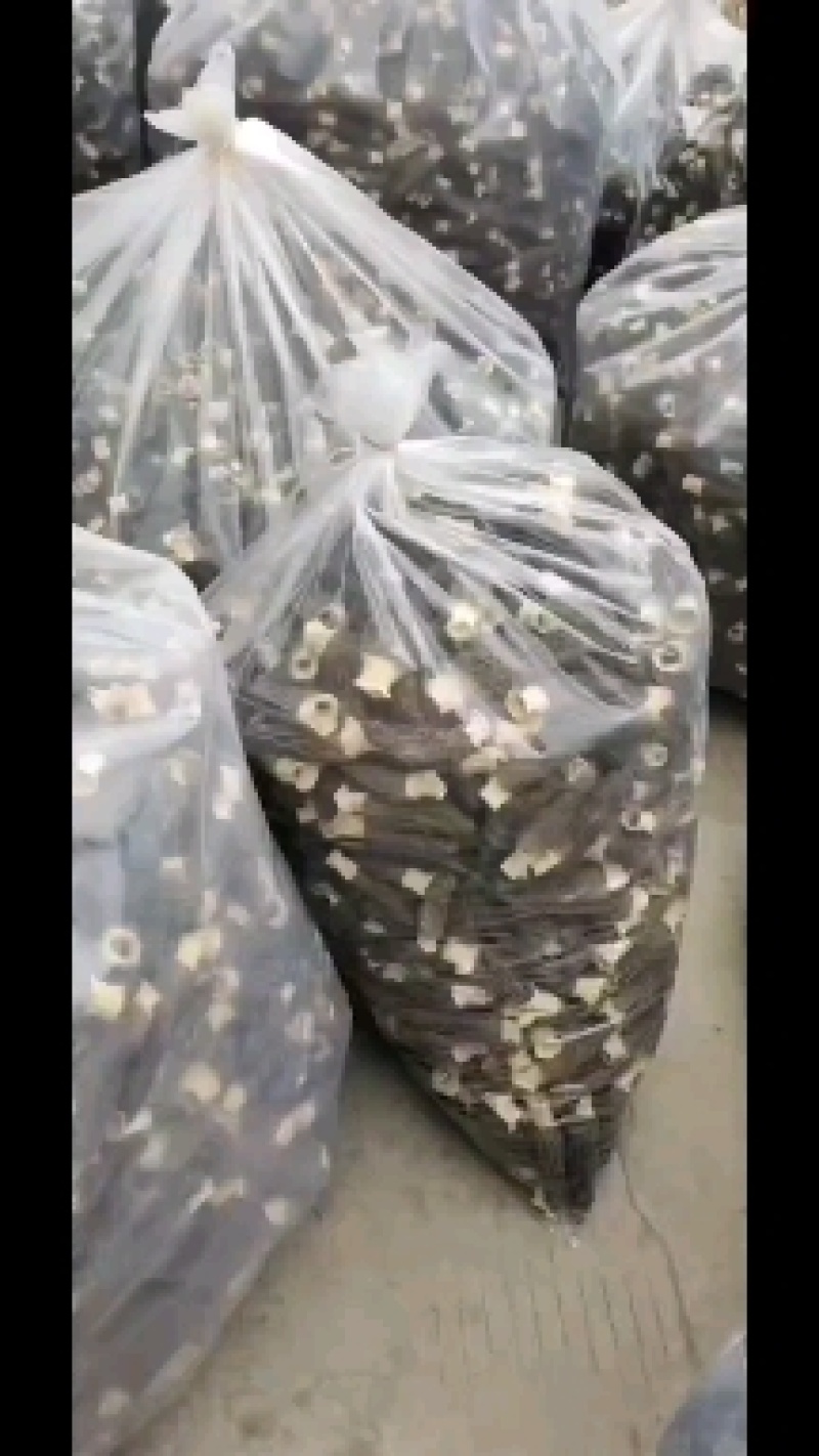 山东盛达菌业井经理大量供应羊肚菌母种原种栽培种。