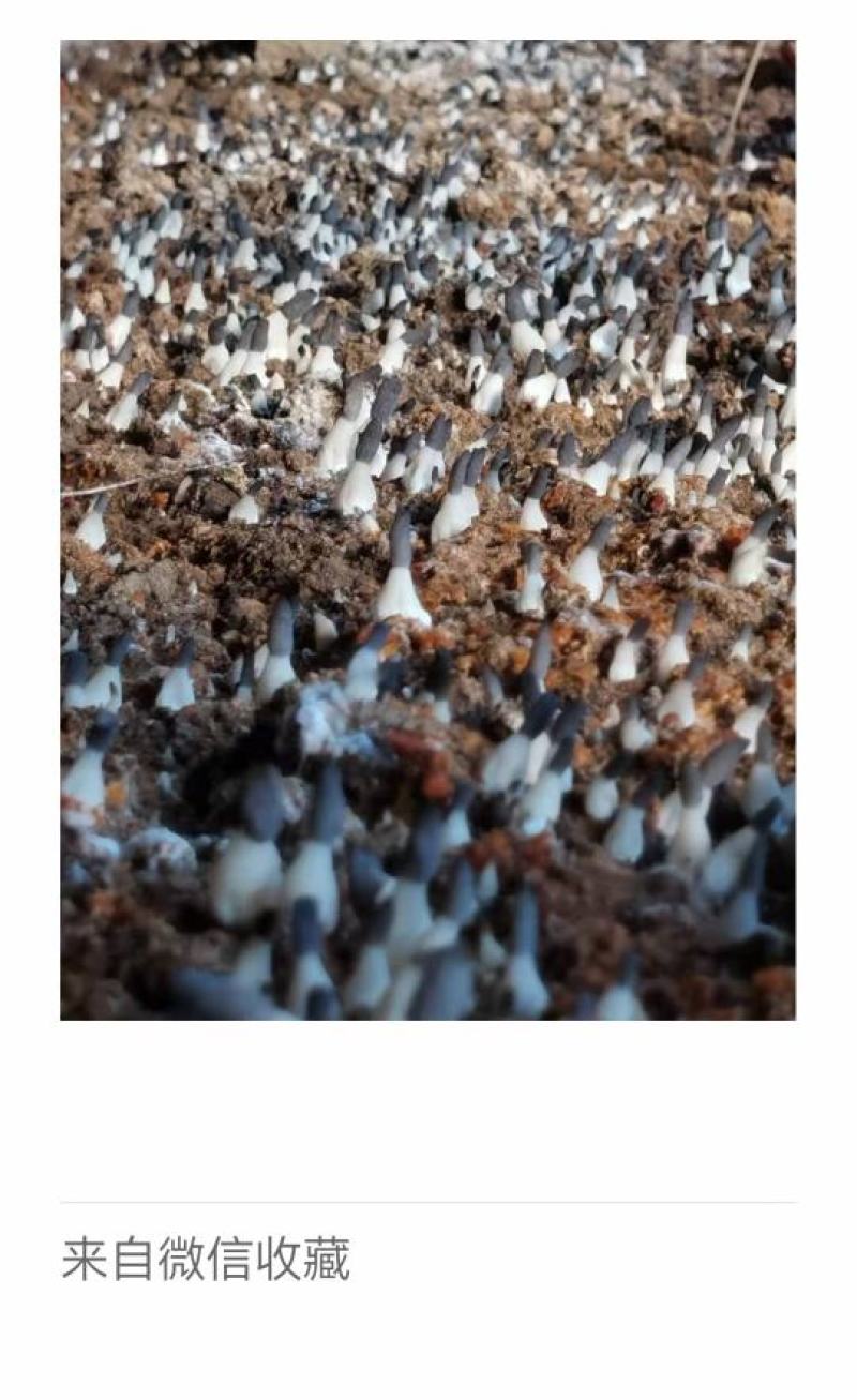山东盛达菌业井经理大量供应羊肚菌母种原种栽培种。