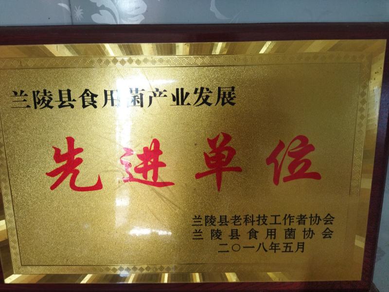 山东盛达菌业井经理大量供应羊肚菌母种原种栽培种。