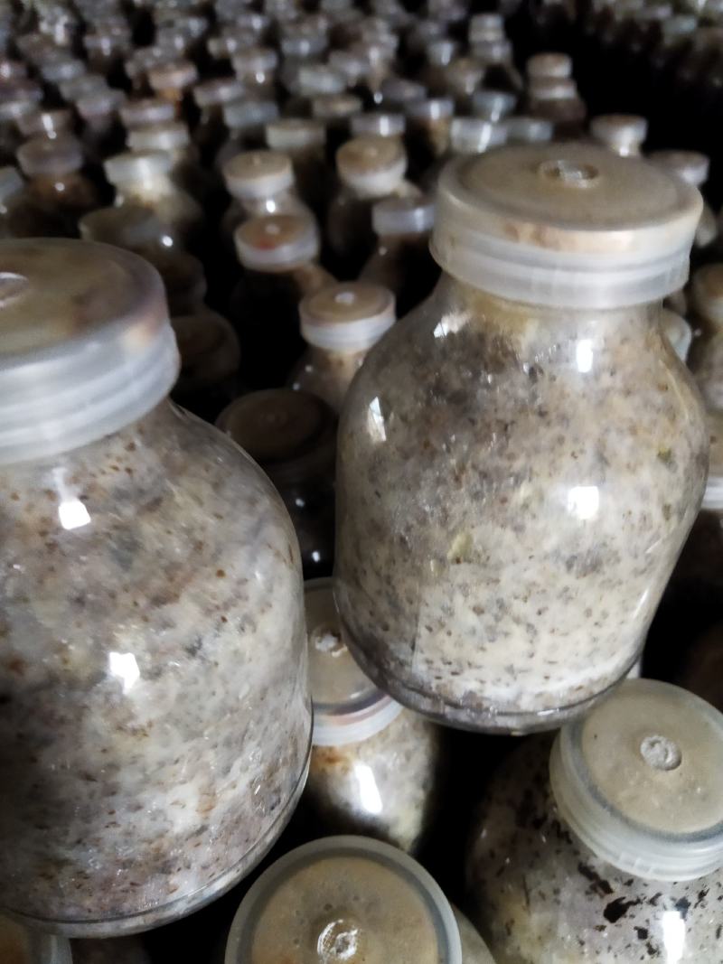 山东盛达菌业井经理大量供应羊肚菌母种原种栽培种。