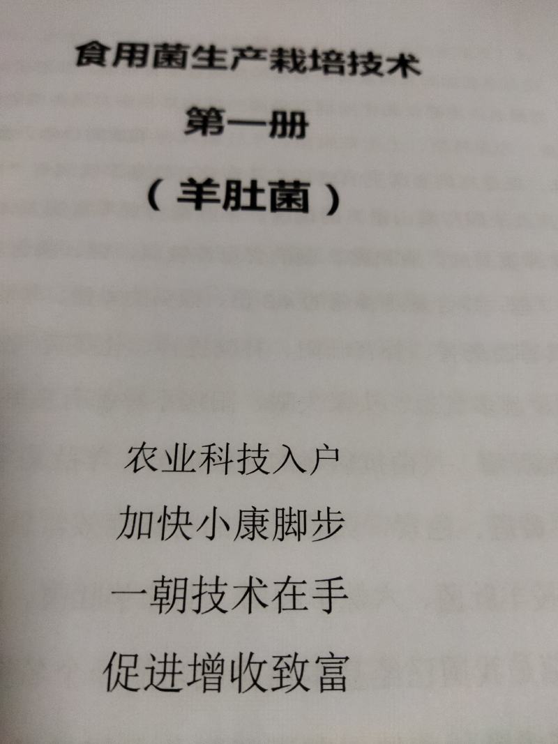 山东盛达菌业井经理大量供应羊肚菌母种原种栽培种。