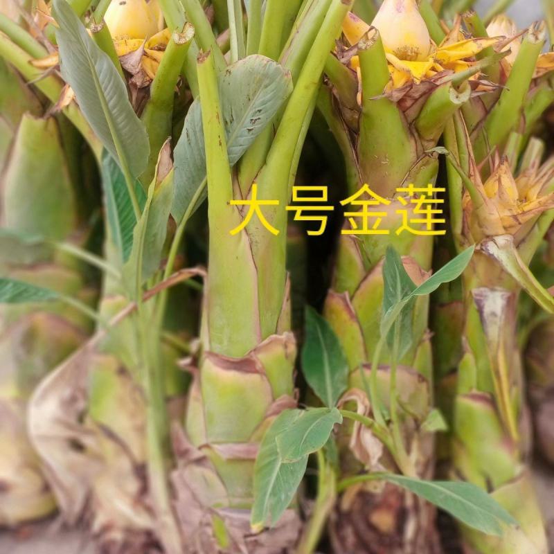 高端金黄地涌金莲金芭蕉庭院客厅办公室绿植净化景观盆栽花卉