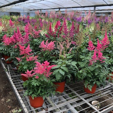落新妇花卉盆栽花苗庭院植物阳台花园花镜耐阴耐寒
