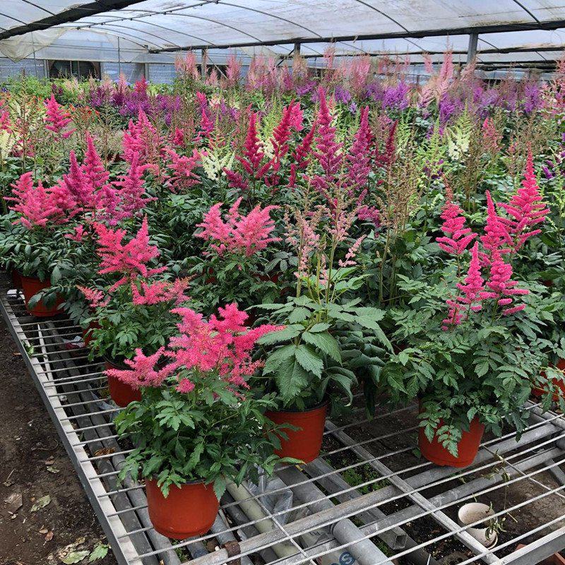 落新妇花卉盆栽花苗庭院植物阳台花园花镜耐阴耐寒