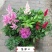 落新妇花卉盆栽花苗庭院植物阳台花园花镜耐阴耐寒
