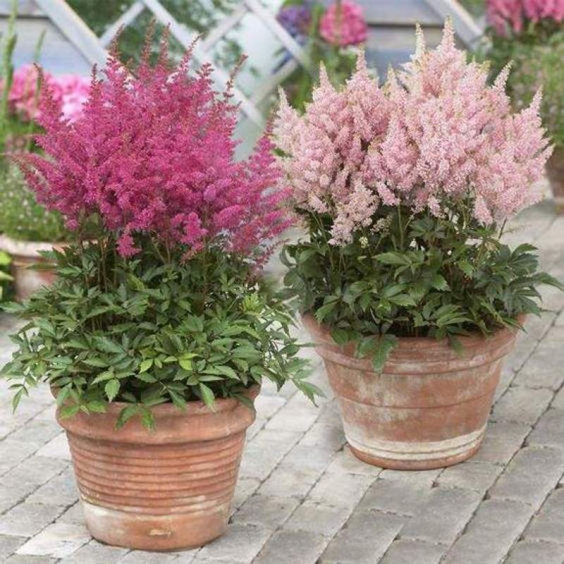 落新妇花卉盆栽花苗庭院植物阳台花园花镜耐阴耐寒