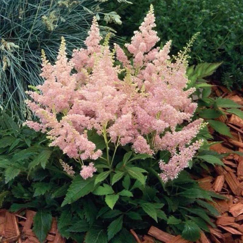 落新妇花卉盆栽花苗庭院植物阳台花园花镜耐阴耐寒